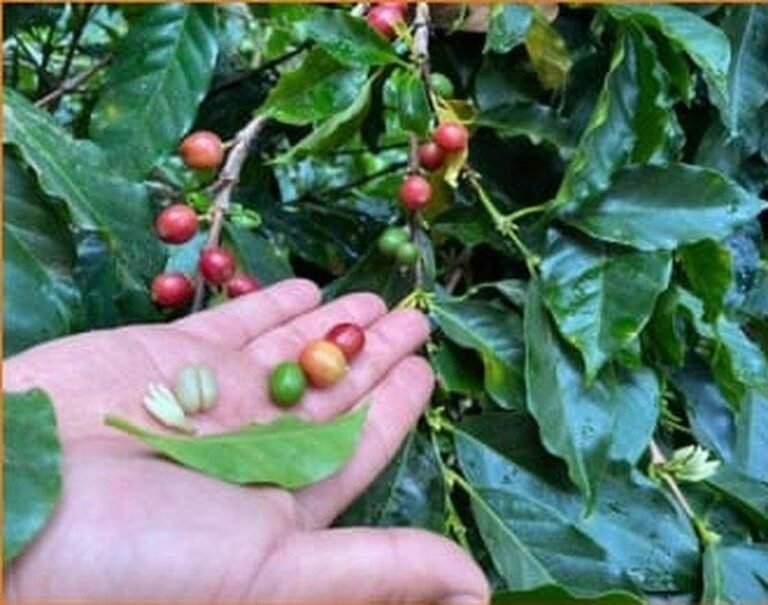 Granos de café maduros en una finca de Boquete