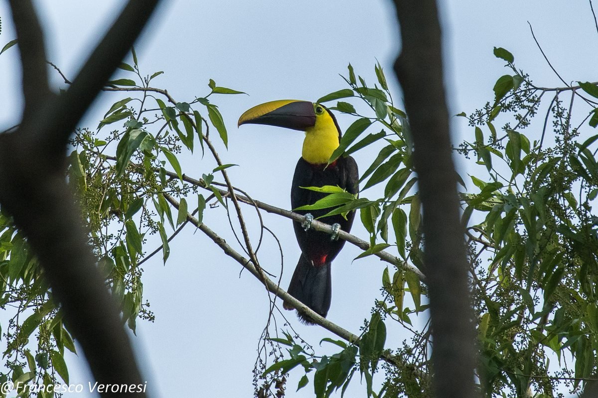 Tucán pechigualdo en la selva del Darién