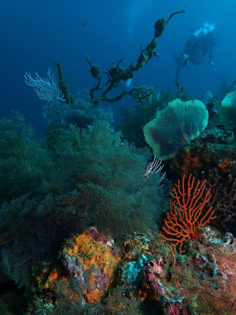 Arrecife con abanicos de mar en el Parque Nacional Coiba