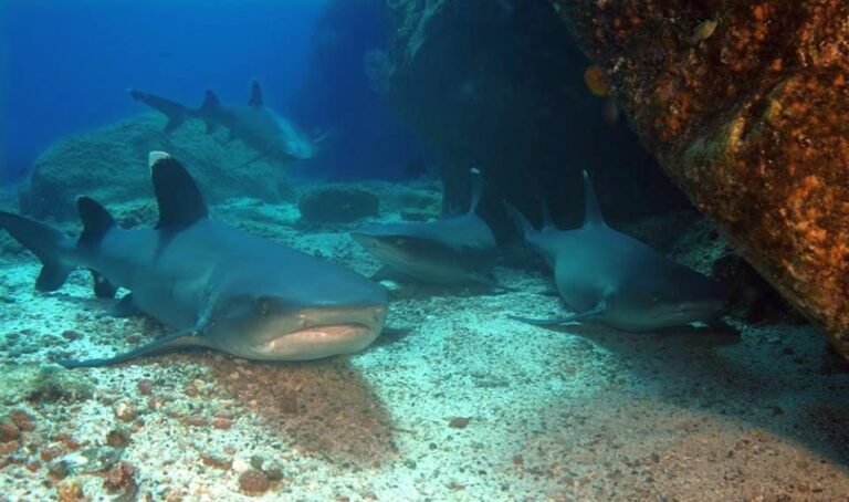 Tiburones de punta blanca en el fondo marino de Coiba