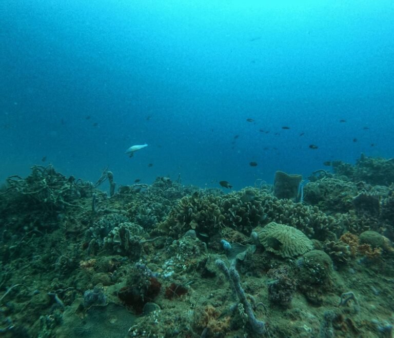 Arrecife de coral con peces en el Caribe panameño