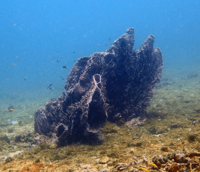 Esponja de barril gigante en el fondo marino